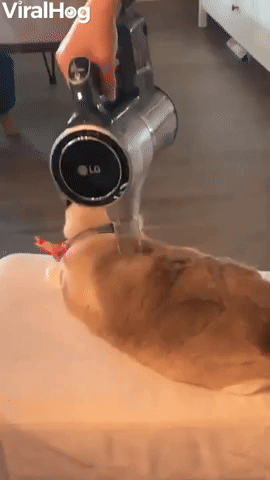 Kitty Relaxes as Her Human Vacuums Her Hair