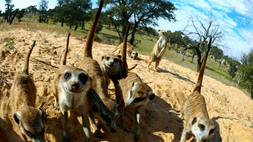 wild animals meerkat GIF by PBS