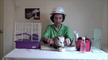Best of Opossum Lady