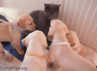 puppies GIF