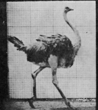 fatpencilstudio giphyupload ostrich muybridge runcycle GIF