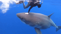 Great White Shark Dwarfs Divers in Close Encounter