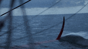 CharalSailingTeam imoca vendee globe charal jérémie beyou GIF