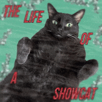 Taylor Swift Cat GIF