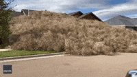 Houses Buried Under Tumbleweed as Strong Gusts Impact Central Montana