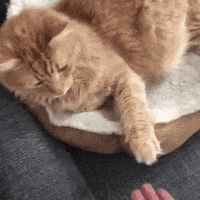 High Five Cat GIF by jOnNy'S wOrLd