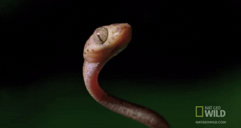 snake worldâs deadliest GIF by Nat Geo Wild 