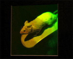 hologram GIF