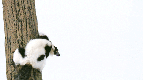 Lemur Singe GIF by TELUS