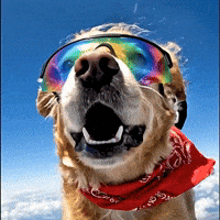 Frankie GIF by Rocket Mortgage