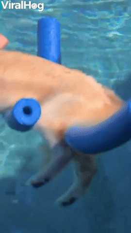 Using Pool Noodles to Keep Golden Floating