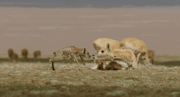 Snow Leopard Monkey GIF by Disney