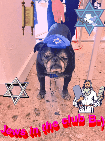 jewish judaism GIF by David