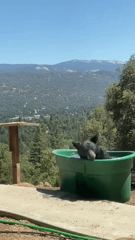 Bear Cools Off in Tub Against Scenic Backdrop