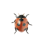 applejackhospitalitysydney lady beetle the botanist the botanist kirribilli Sticker