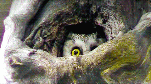 knock GIF