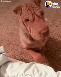 tapping shar pei GIF by The Dodo