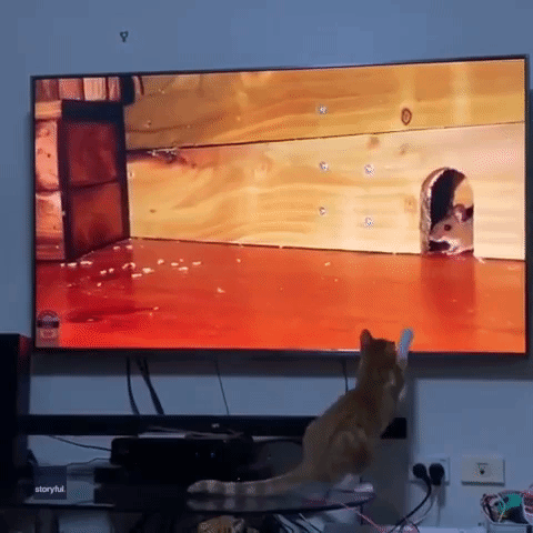 Cat Tries (and Fails) to Capture Virtual Mouse