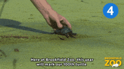 Head Start Turtle GIF by Brookfield Zoo