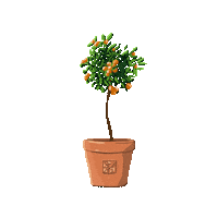 therealolia orange apple tree italy Sticker