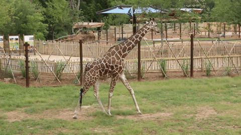 Atlanta Atl GIF by ZooATL