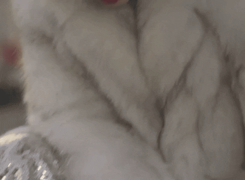 furglamor giphyupload fur what happened fur coat GIF