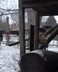 Excited Red Fox GIF by Valley Zoo Development Society