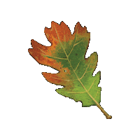 Lifeway Vbs Sticker by Olivia Waugh