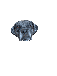 Dog Puppy Sticker by CRAVE by Carli Rae Vergamini