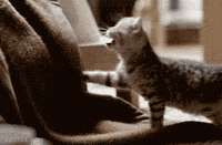 daddy GIF