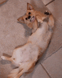 Happy Puppy GIF