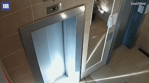 cuteanimalland giphyupload GIF