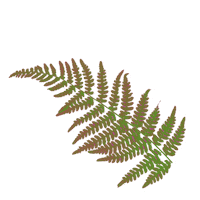 Plant Fern Sticker by Kew Gardens