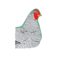 PAPress chicken cartoon chicken camilla pintonato chickenology Sticker