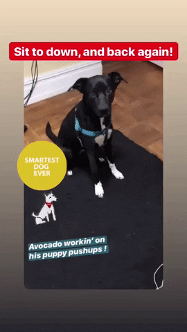 dogs puppies GIF by SchoolForTheDogs