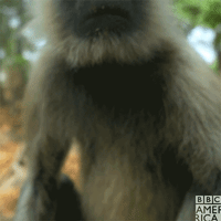 bbc earth monkey GIF by BBC America