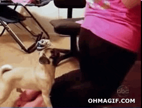 angry dog GIF
