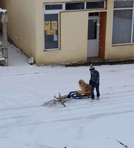 yj_jane giphygifmaker GIF