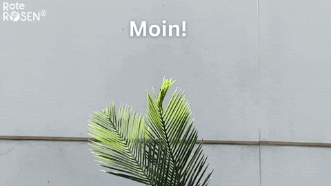 Lurk Rote Rosen GIF by Studio Hamburg Serienwerft GmbH