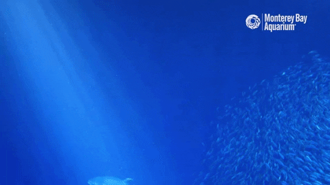 Open Sea Swimming GIF by Monterey Bay Aquarium