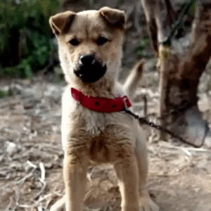 asdafil giphygifmaker GIF