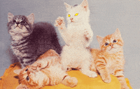 Cats Rave GIF