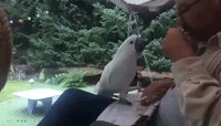 Thirsty Cockatoo Helps Herself to Some Tea