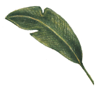 Leaf Sticker