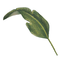 Leaf Greens Sticker