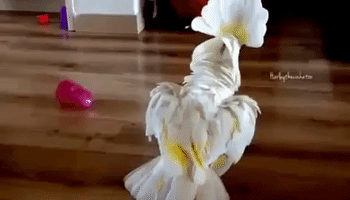 Cockatoo Tries to Spin Cups Around on Floor