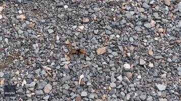 'Only in Australia': Spider Wasp Drags Huntsman Across Gravel