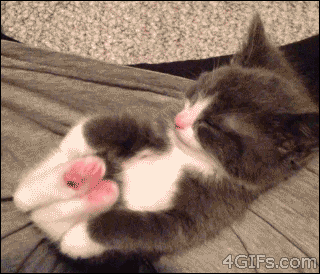 Kitten Sleeping GIF