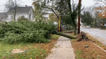 Trees and Wires Downed by Nor'easter in Southeastern Massachusetts