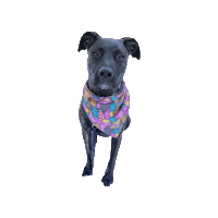 Waffles Sticker by Geekster Pets